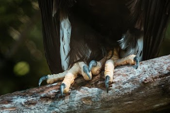 Eagle Talons