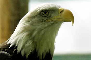 eagle_v.jpg