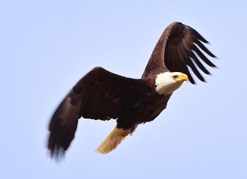 Eagle2.jpg