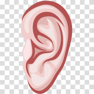 Ear body part #2642 - Free Icons and PNG Backgrounds