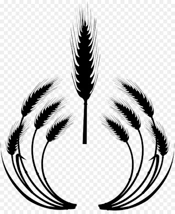 Ear, Cereal, Wheat, Eye, Eyelash PNG