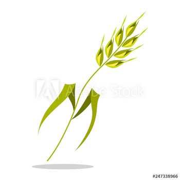 Ear of wheat