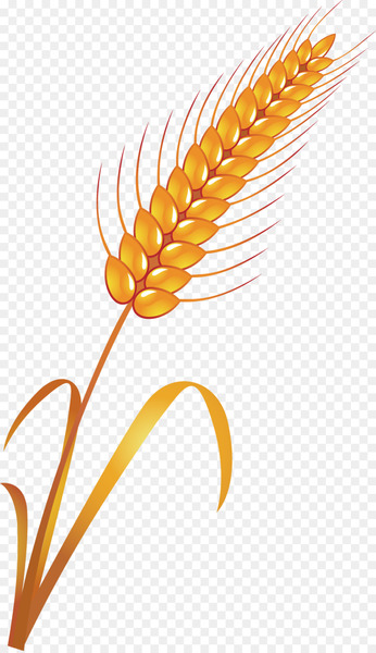 Ear - Vector ears of corn 