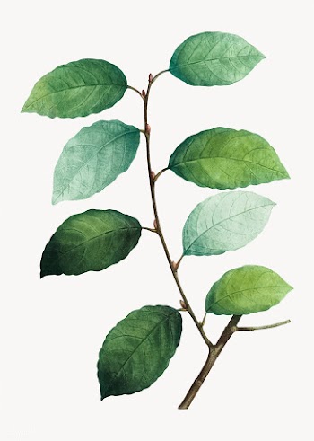 Eared willow plant | Free stock vector - 568253