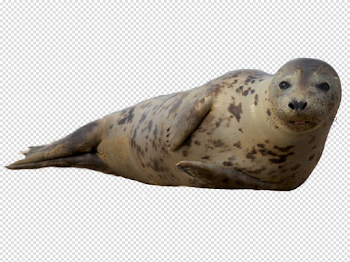 Earless seal Sea lion Harbor seal Grey seal Ringed seal - harbor ...