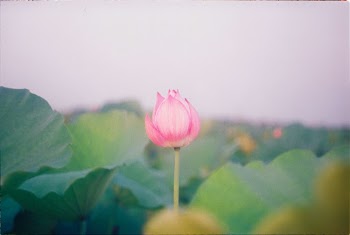 Early lotus in Fuji Xtra 400. 