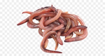 Earthworm Fishing bait - Fishing 