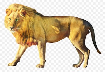 East African Lion, Snowshoe Cat, Felidae, Vertebrate, Lion PNG