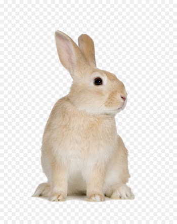 Easter Bunny Beige rabbit Rodent European rabbit Domestic rabbit - Cute little bunny 