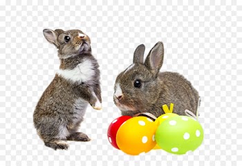 Easter Bunny Chicken Rabbit Easter egg - Playing rabbit 