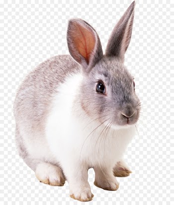 Easter Bunny Cottontail rabbit European rabbit - bunny 