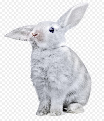 Easter Bunny Domestic rabbit European rabbit Hare - rabbit 