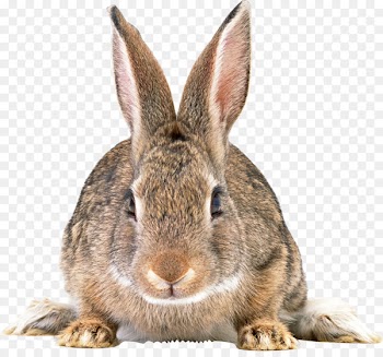 Easter Bunny Domestic rabbit Hare European rabbit - coelho 