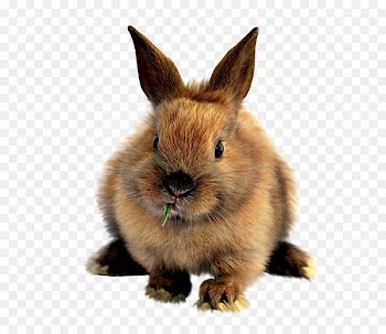 Easter Bunny Domestic rabbit Mountain hare - rabbit 