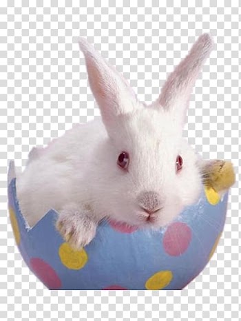 Easter Bunny Dwarf Hotot Flemish Giant rabbit, A blue eggshell white rabbit transparent background PNG clipart