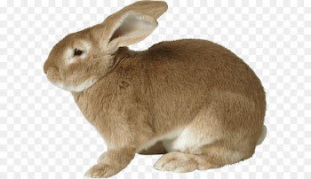 Easter Bunny European rabbit - Rabbit Png Image 