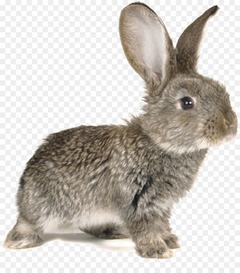 Easter Bunny European rabbit Stock photography Kifaranga - Cute silly rabbit 