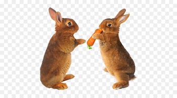 Easter Bunny Hare Carrot Stock photography Pet - Two rabbits 