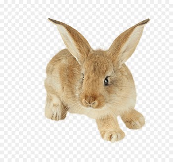 Easter Bunny Hare Cottontail rabbit Domestic rabbit Baby Bunnies - Yellow bunny 