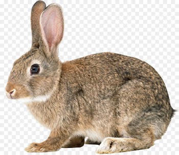 Easter Bunny Hare Cottontail rabbit Domestic rabbit European rabbit - rabbit 