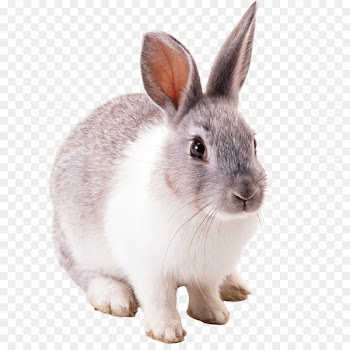 Easter Bunny Hare Cottontail rabbit - Rabbit Png Image 