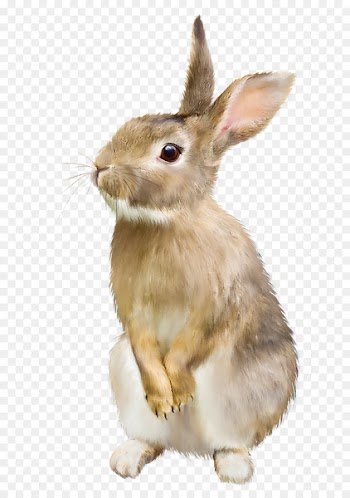 Easter Bunny Hare Domestic rabbit - bunny 