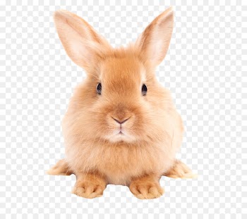 Easter Bunny Hare Domestic rabbit - Cute little bunny 