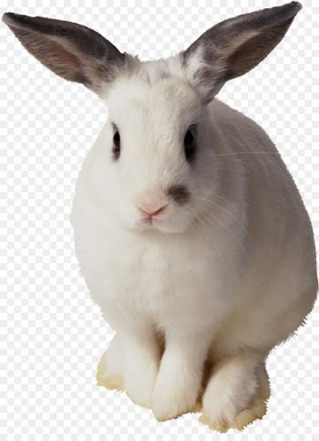 Easter Bunny Hare Domestic rabbit European rabbit - rabbit 