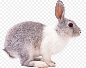 Easter Bunny Hare European rabbit Domestic rabbit Squirrel - bunny 