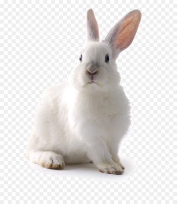 Easter Bunny Hare Rabbit Guinea pig Pet - rabbit 