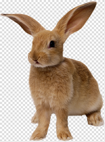 Easter Bunny PNG Free Download