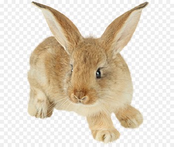 Easter Bunny Rabbit Clip art - rabbit PNG image 