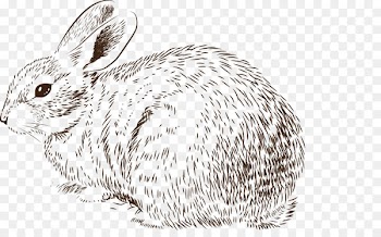 Easter Bunny Rabbit Drawing Illustration - Fluffy Bunny 