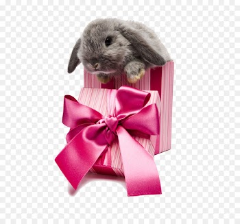 Easter Bunny Rabbit Gift Box Pet - bunny 