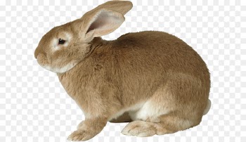 Easter Bunny Rabbit Hare - Rabbit PNG image 