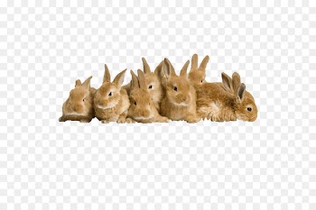 Easter Bunny Rabbit High-definition television Wallpaper - A pile of rabbit 
