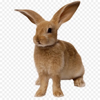 Easter Bunny Rabbit - Rabbit Png Image 