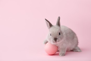 Easter bunny rabbit with pink painted egg on pink background. Easter holiday concept.