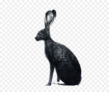 Easter Bunny The Book of Bunny Suicides March Hare Bunnies & Rabbits - Black rabbit illustration 