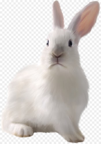 Easter Bunny White Rabbit European rabbit Domestic rabbit - White cute bunny 