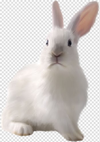 Easter Bunny White Rabbit European rabbit Domestic rabbit, White cute bunny transparent background PNG clipart
