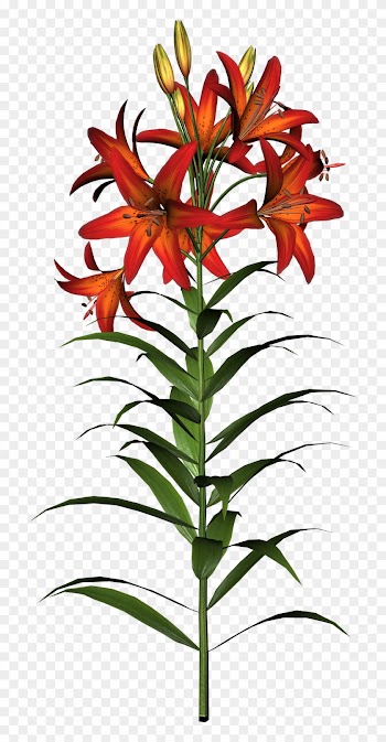 Easter Lilies Clipart Transparent Png - Asiatic Lily Clip Art