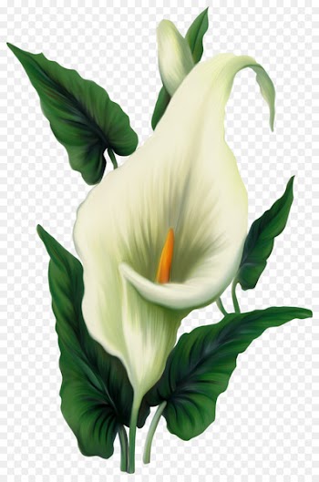 Easter lily Arum-lily Flower Clip art - Calla PNG File 