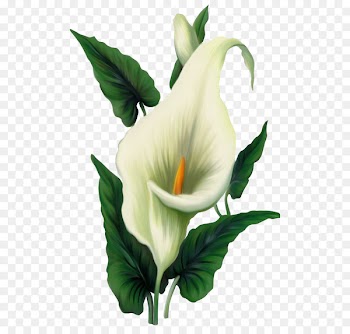 Easter lily Arum-lily Flower Clip art - Lily PNG File 