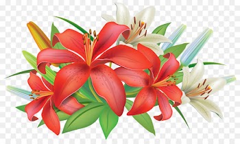 Easter lily Arum-lily Flower Clip art - plumeria 