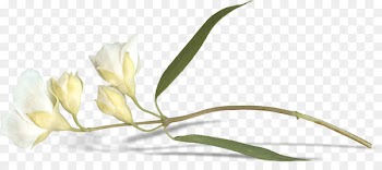 Easter lily Bud Flower Leaf - A lily bud 