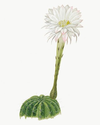 Easter lily cactus drawing, aesthetic | Free Photo Illustration - rawpixel
