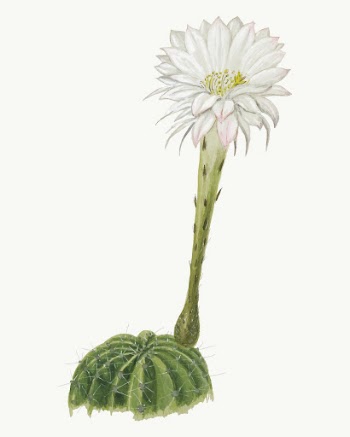 Easter lily cactus illustration, aesthetic | Free Vector Illustration - rawpixel