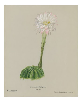 Easter lily cactus vintage art | Free Photo - rawpixel