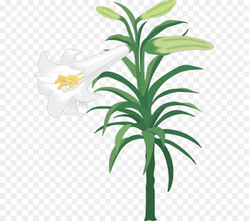 Easter lily Clip art Illustration Image Vector graphics -  
